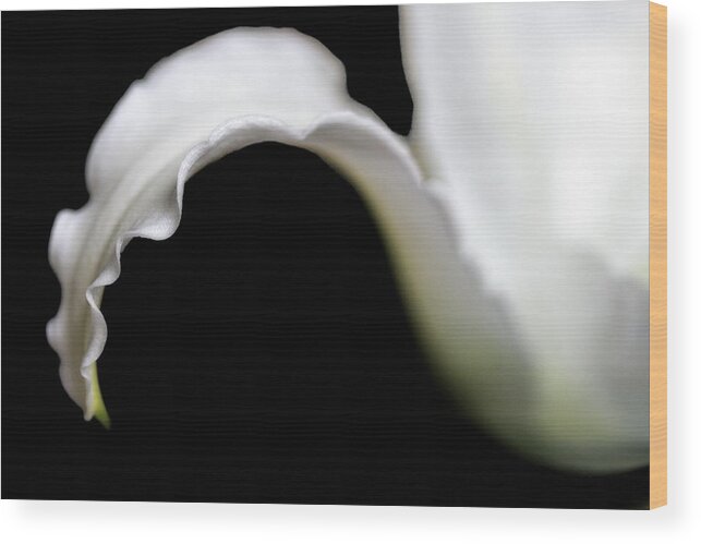 Lily Wood Print featuring the photograph Lily Petal From a Side View by Angela Rath