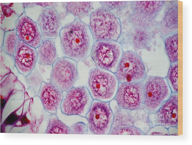 Science Wood Print featuring the photograph Lily Pollen by M I Walker