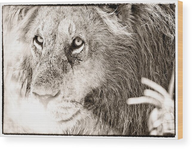 Lion Wood Print featuring the photograph Lion in Concentration by Perla Copernik