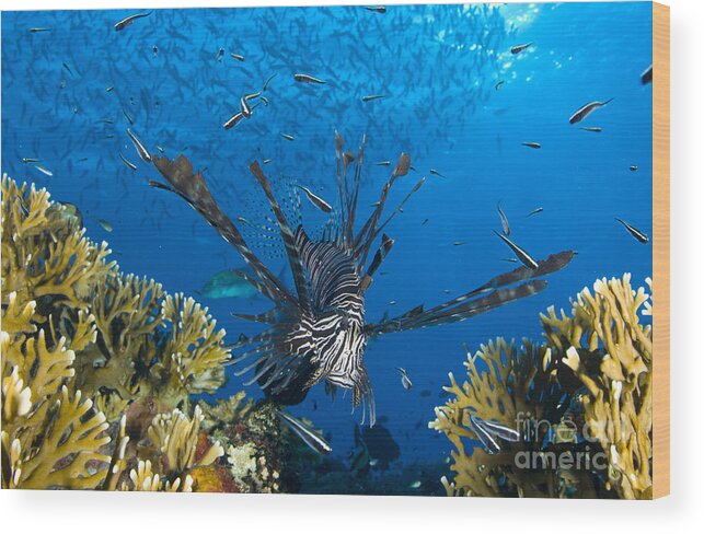 Fish Wood Print featuring the photograph Lionfish Foraging Amongst Corals by Steve Jones