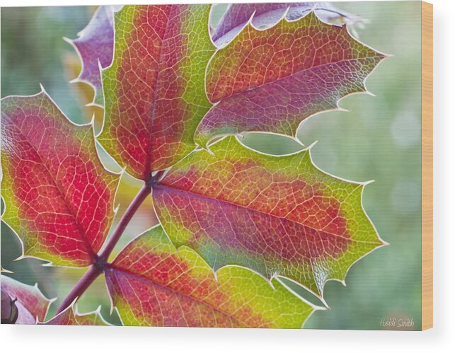 Aquifolium Wood Print featuring the photograph Little Bit Of Autumn by Heidi Smith