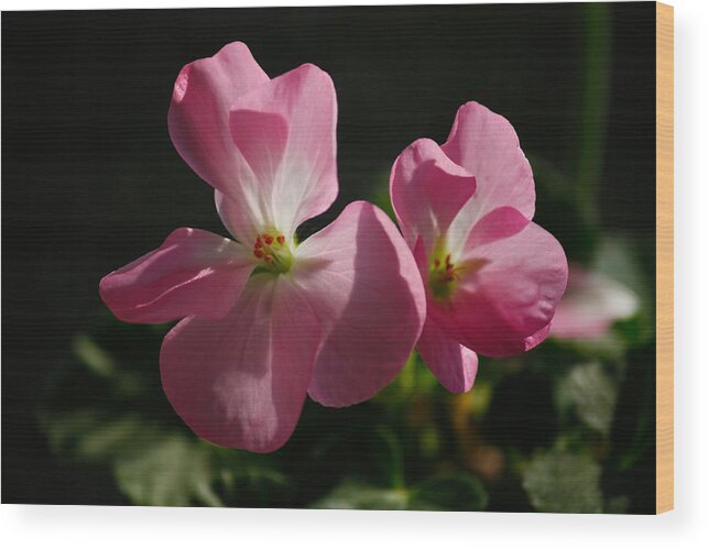 Pink Wood Print featuring the photograph Little Geranium by Jessica Lowell
