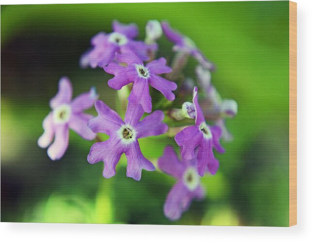 Flower Wood Print featuring the photograph Little Whispers by Melanie Moraga