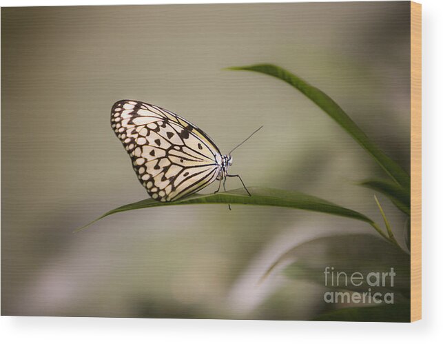 Butterfly Wood Print featuring the photograph Little Zebra by Leslie Leda