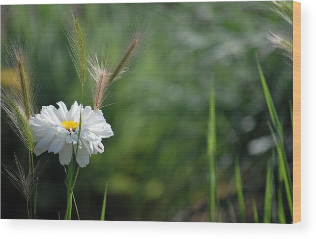 White Wood Print featuring the photograph Lone Daisy by Amee Cave