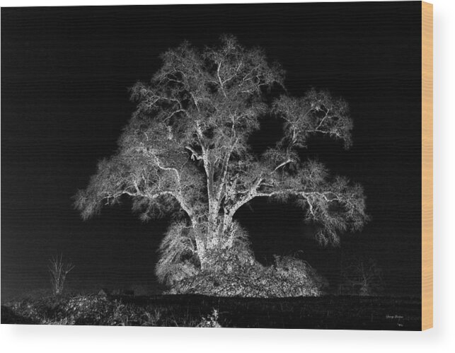 Tree Wood Print featuring the photograph Lone Tree 002 by George Bostian