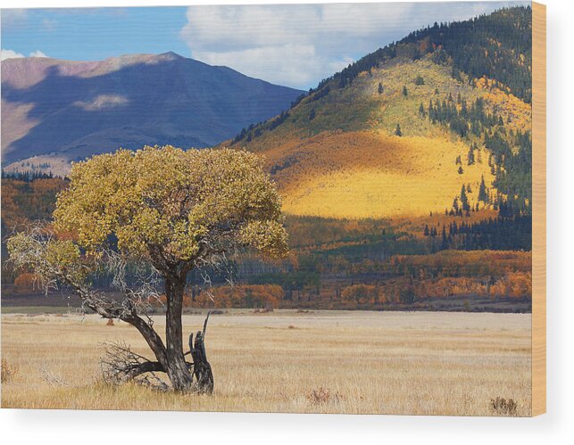 Aspen Wood Print featuring the photograph Lone Tree by Jim Garrison