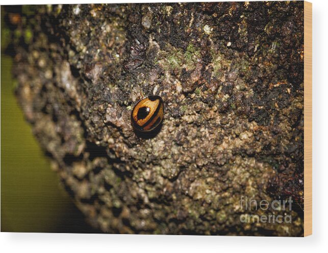 I Feel Lonely Wood Print featuring the photograph Lonely Beetle by Venura Herath