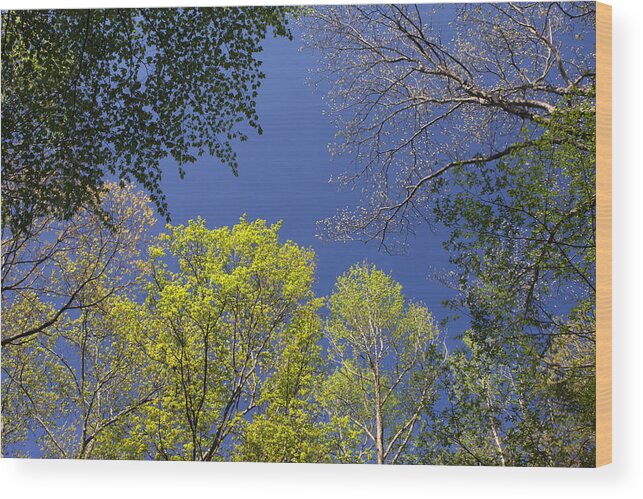 Tree Wood Print featuring the photograph Looking Up In Spring by Daniel Reed
