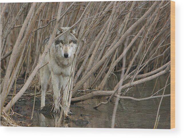 Wolf Wood Print featuring the photograph Looking Wild by Shari Jardina