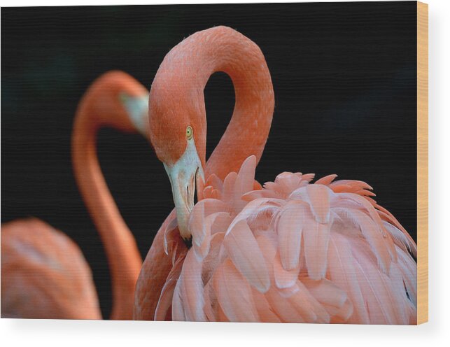 Chilean Flamingos Wood Print featuring the photograph Lopsided Heart by Fraida Gutovich