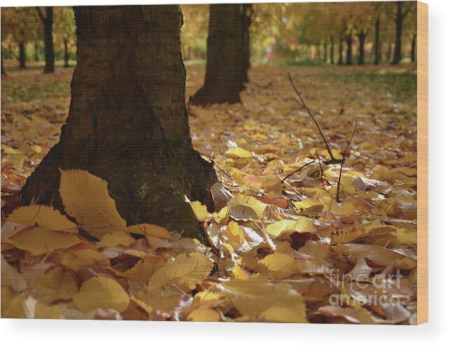 Autumn Wood Print featuring the photograph Magic Autumn by Bruno Santoro