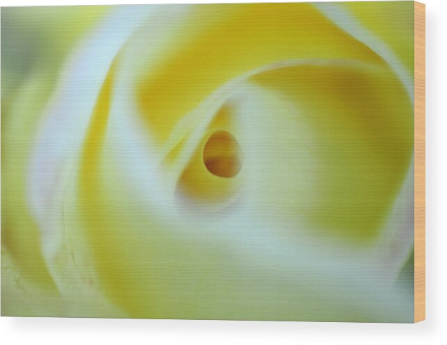 Yellow Wood Print featuring the photograph Magic Tunnel by Wanda Brandon