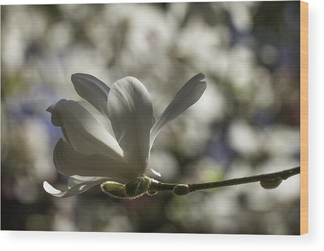 Clare Bambers Wood Print featuring the photograph Magnolia x loebneri Merrill. by Clare Bambers