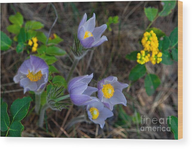 Mahonia Wood Print featuring the photograph Mahonia and Pasqueflowers by Barbara Schultheis