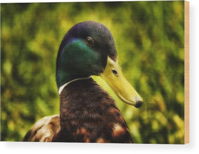 Duck Wood Print featuring the photograph Male Mallard Duck by Linda Tiepelman