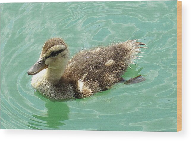 Duckling Wood Print featuring the photograph Mallard duckling by Life Makes Art