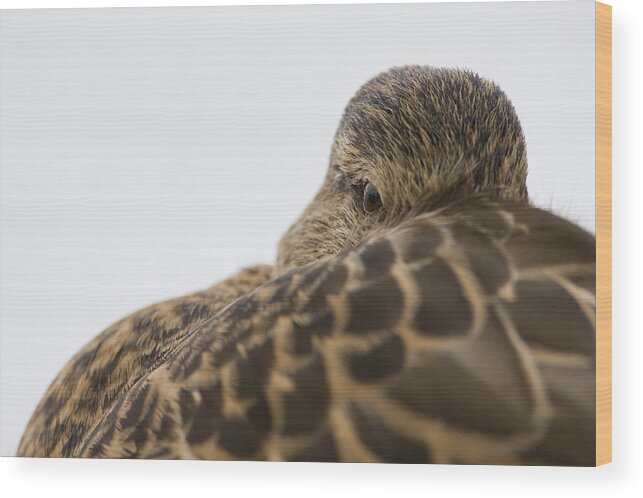 00429668 Wood Print featuring the photograph Mallard Female Peeking Over Feathers by Sebastian Kennerknecht