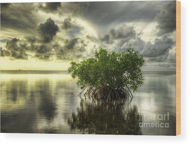 Mangrove Wood Print featuring the photograph Mangroves I by Bruce Bain