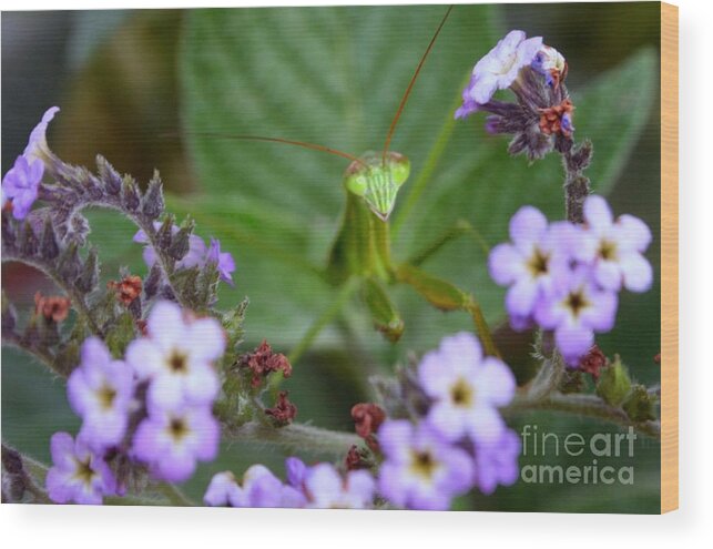 Praying Mantis Wood Print featuring the photograph Mantis by Heather Applegate