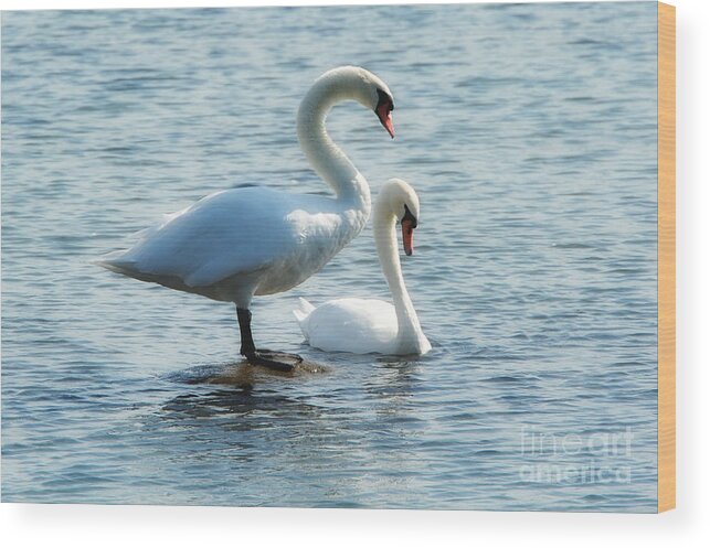 Swan Wood Print featuring the photograph Mating Pair by Andrea Kollo