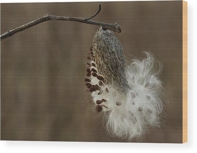 Asclepias Syriaca Wood Print featuring the photograph Milkweed Seed Pod Opening by Daniel Reed