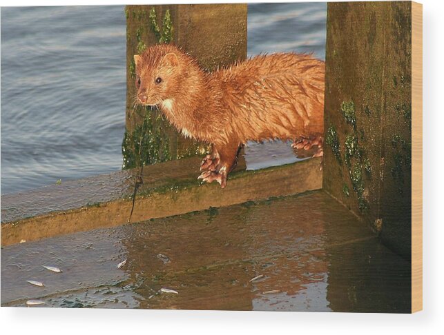 Mink Wood Print featuring the photograph Mink Catching Fish by Paulette Thomas