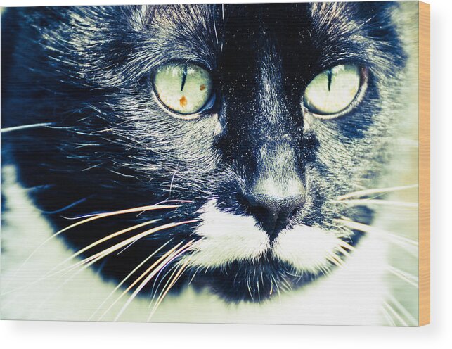 Black & White Cats Wood Print featuring the photograph Minnie by Ronda Broatch