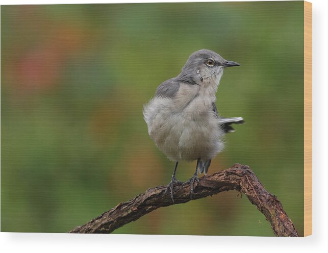 Mocking Bird Wood Print featuring the photograph Mocking Bird Perched In The Wind by Daniel Reed