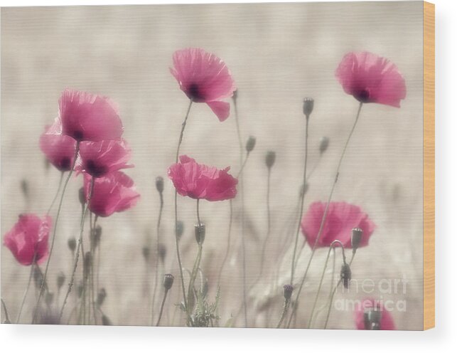 Abstract Wood Print featuring the photograph Summer feelings for you by Tanja Riedel
