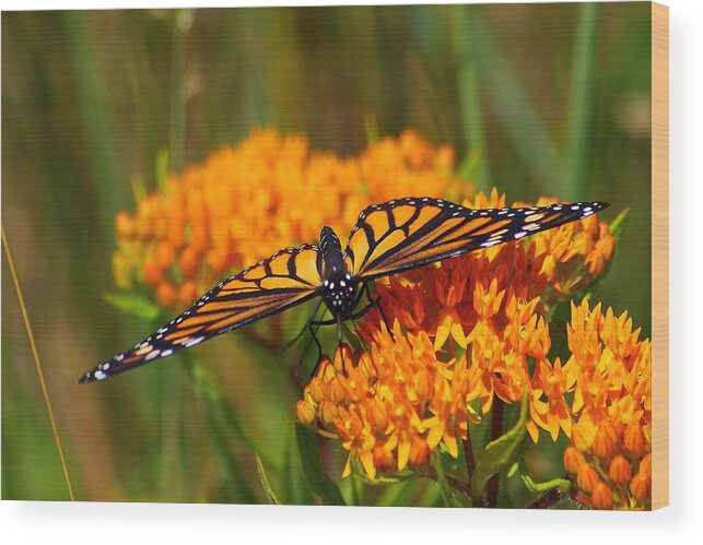 Hovind Michigan Nature Natural Macro butterfly Weed Daisy Daisies Flower Floral Wildflower Orange Wildflowers michigan Wildflowerbutterfly Animal Insect Monarch monarch Butterfly Wood Print featuring the photograph Monarch on Butterfly Weed by Scott Hovind