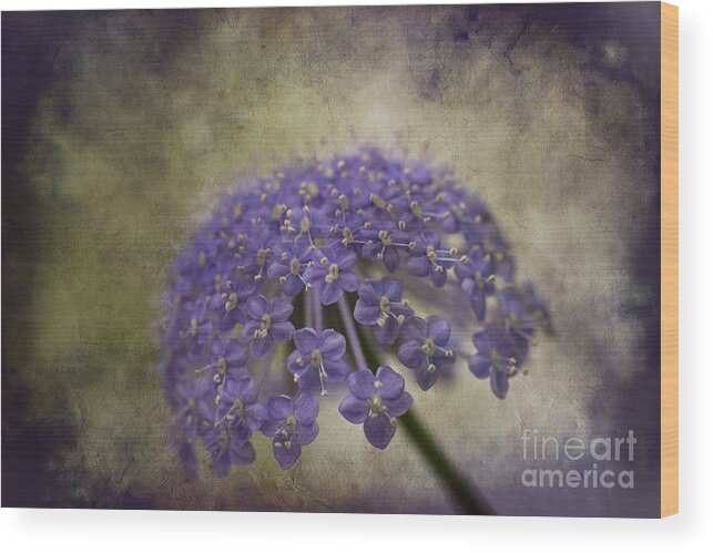 Flower Wood Print featuring the photograph Moody Blue by Clare Bambers