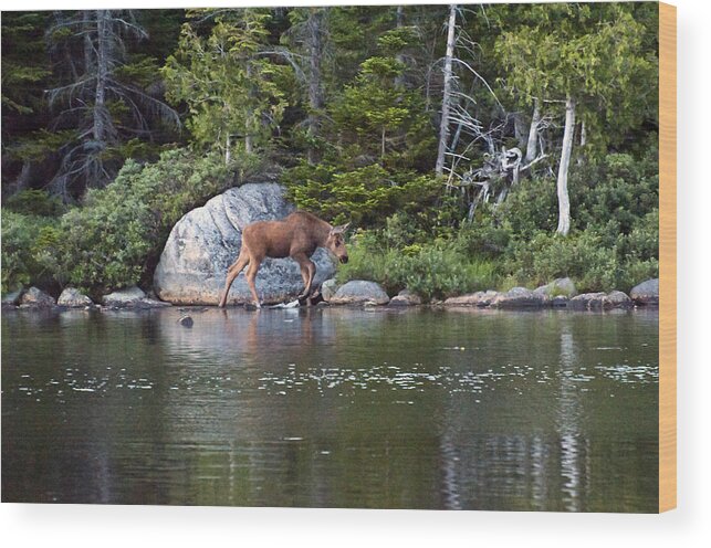Baby Moose Wood Print featuring the photograph Moose baby 1 by Glenn Gordon