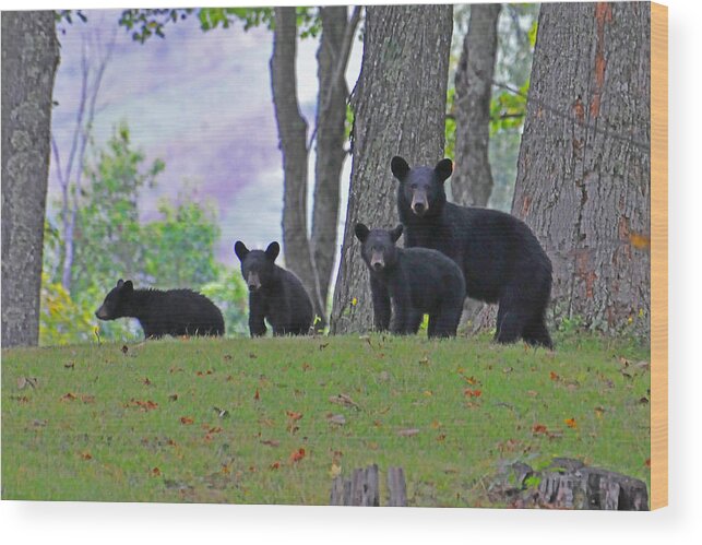 Animal Wood Print featuring the photograph Mother and Cubs by Alan Lenk