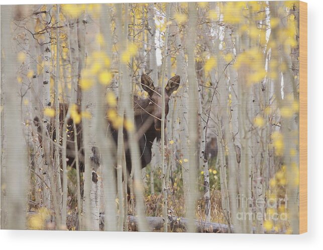 Moose Wood Print featuring the photograph Mother Moose in the Aspens by Kate Purdy