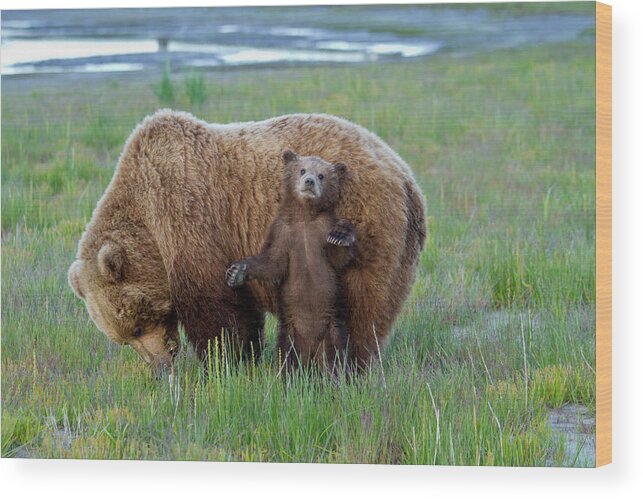 Alaska Wood Print featuring the photograph Mother's Love by D Robert Franz