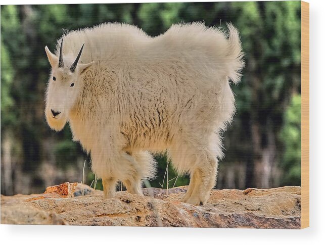 Mountain Goat Wood Print featuring the photograph Mountain Goat by Paul Svensen