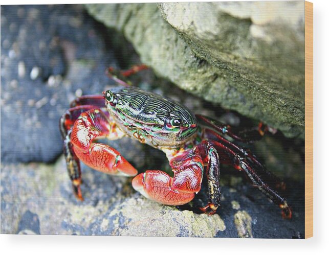 Crab Wood Print featuring the photograph Crab by Alma Yamazaki