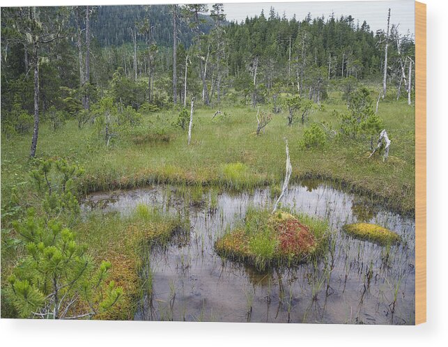 Muskeg Bog With Ponds, Island Wood by Konrad Wothe - Pixels