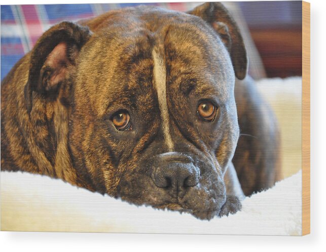 Olde English Bull Dogge Wood Print featuring the photograph My Boy by Tommy Urbans