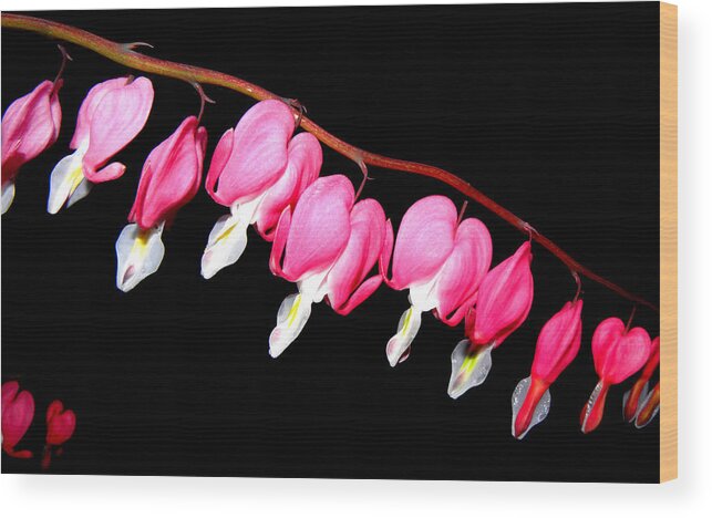 Pink Bleeding Hearts Wood Print featuring the photograph My Pink Hearts Trail by Kim Galluzzo Wozniak