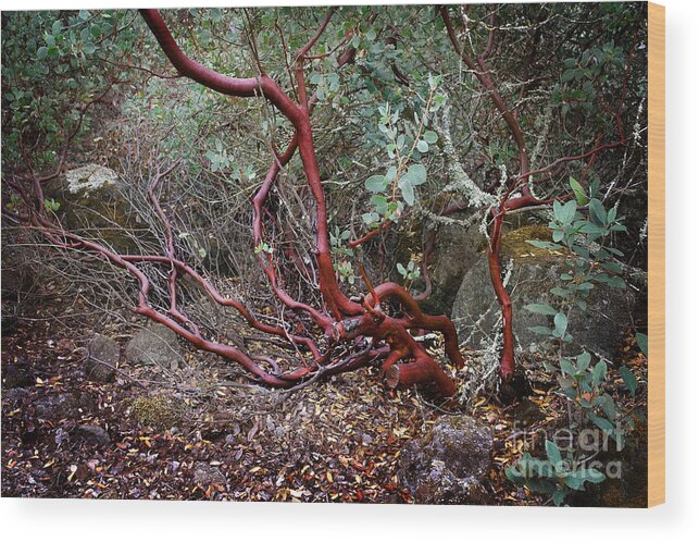 Manzanita Wood Print featuring the photograph Mysterious Manzanita by Laura Iverson