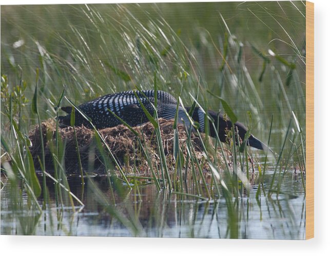 Loon Wood Print featuring the photograph Nesting Loon by Brent L Ander