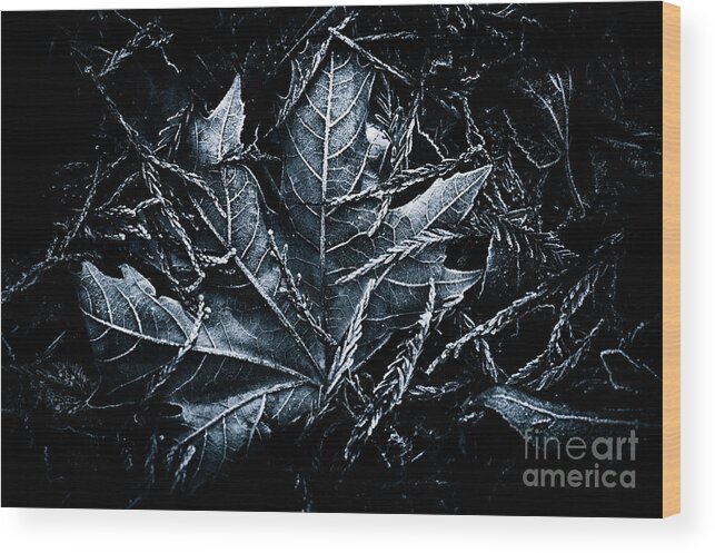 Beauty In Nature Wood Print featuring the photograph Nestled in the Pine by Venetta Archer
