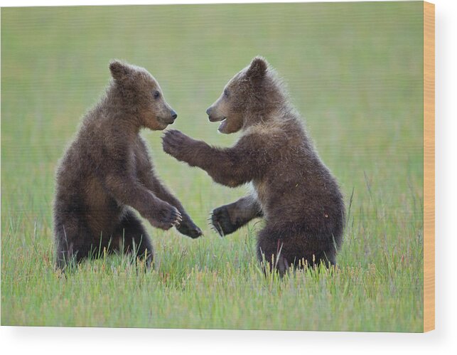 Alaska Wood Print featuring the photograph Ninja Cubs by D Robert Franz