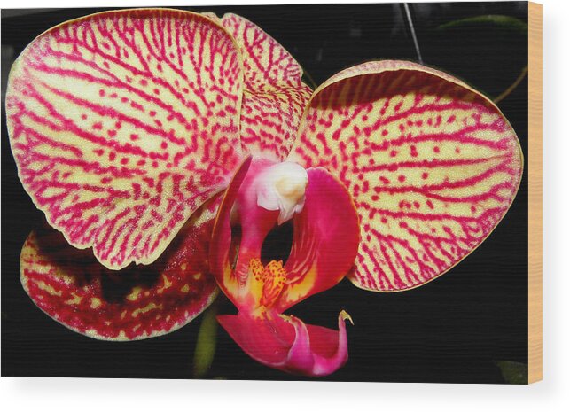 Orchid Wood Print featuring the photograph No Two Are The Same by Kim Galluzzo