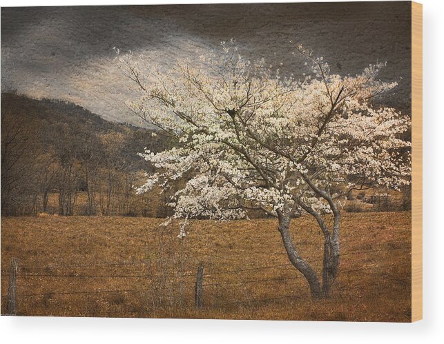 North Carolina Wood Print featuring the photograph North Carolina Dogwood in Spring by Gray Artus