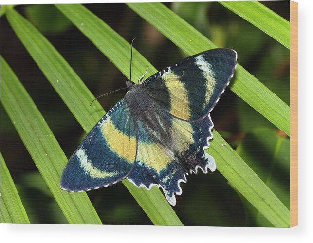 Mp Wood Print featuring the photograph North Queensland Day Moth Alcides by Konrad Wothe