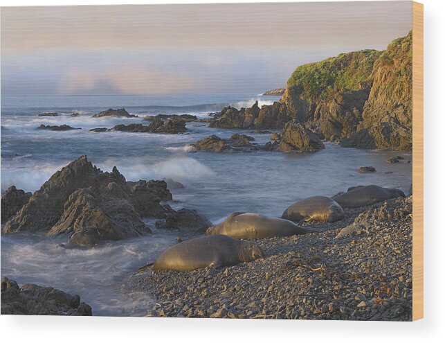 00175284 Wood Print featuring the photograph Northern Elephant Seal Group Resting by Tim Fitzharris