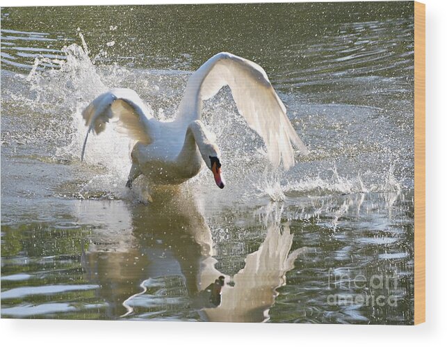 Not So Happy Swan Print Wood Print featuring the photograph Not So Happy Swan by Lila Fisher-Wenzel